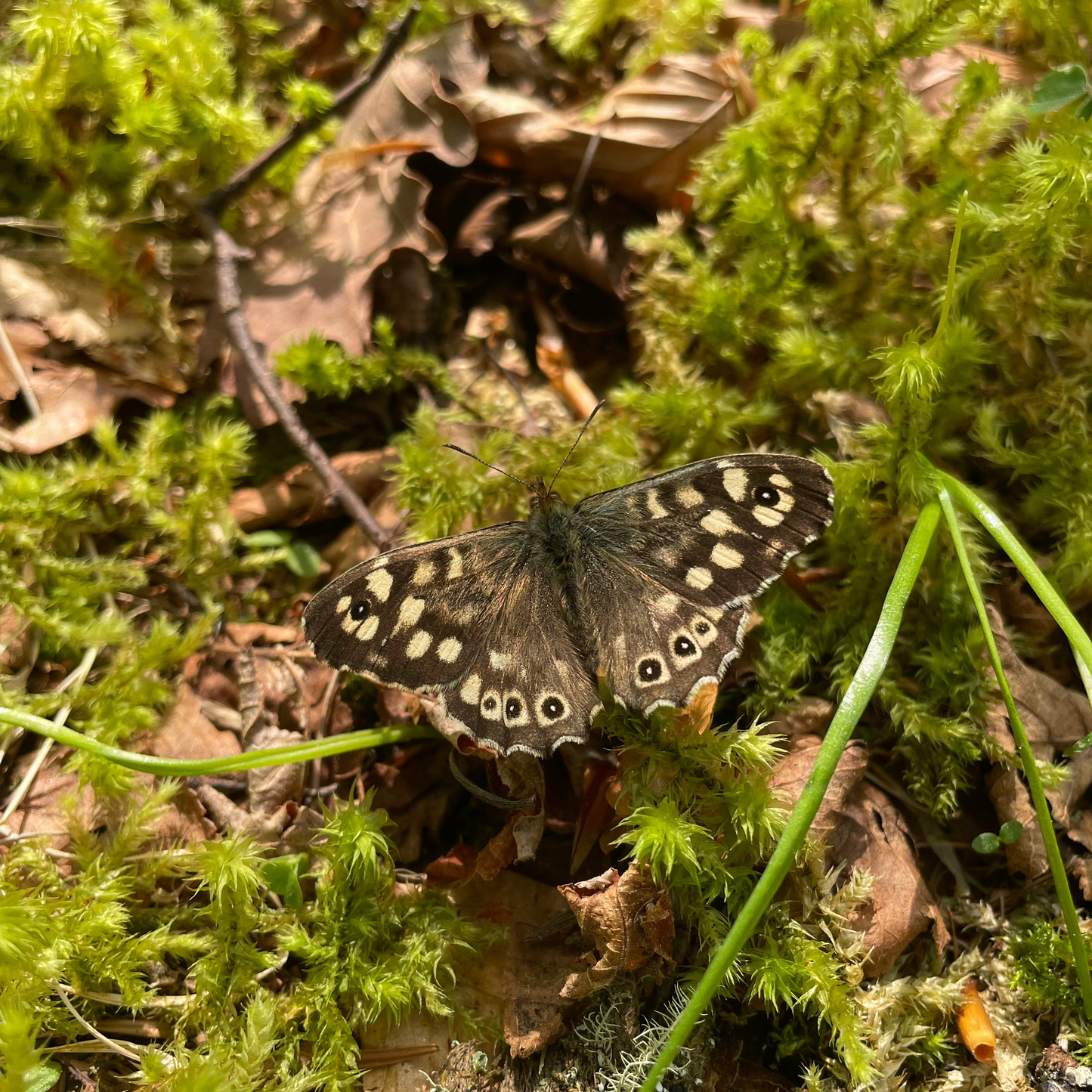 Speckled Wood butterfly image I took in local woods in North Donegal