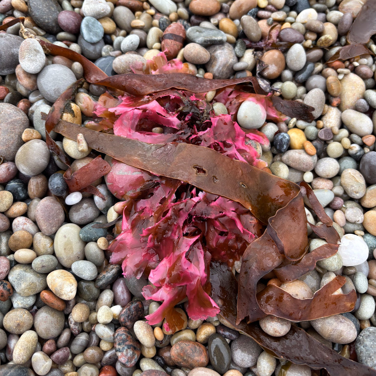 A cluster of pinkish-red seaweed or kelp mixed with brown seaweed pieces on a bed of small multicolored pebbles.