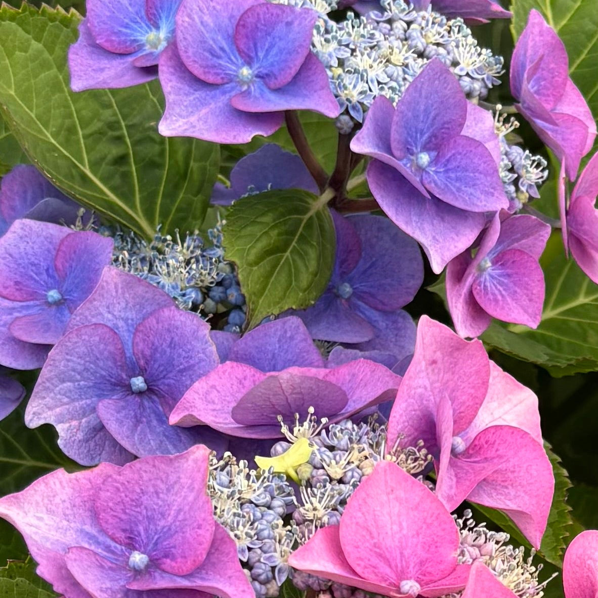 Close-up of a hydrangea flower head with pink, purple, and blue blooms surrounded by green leaves.