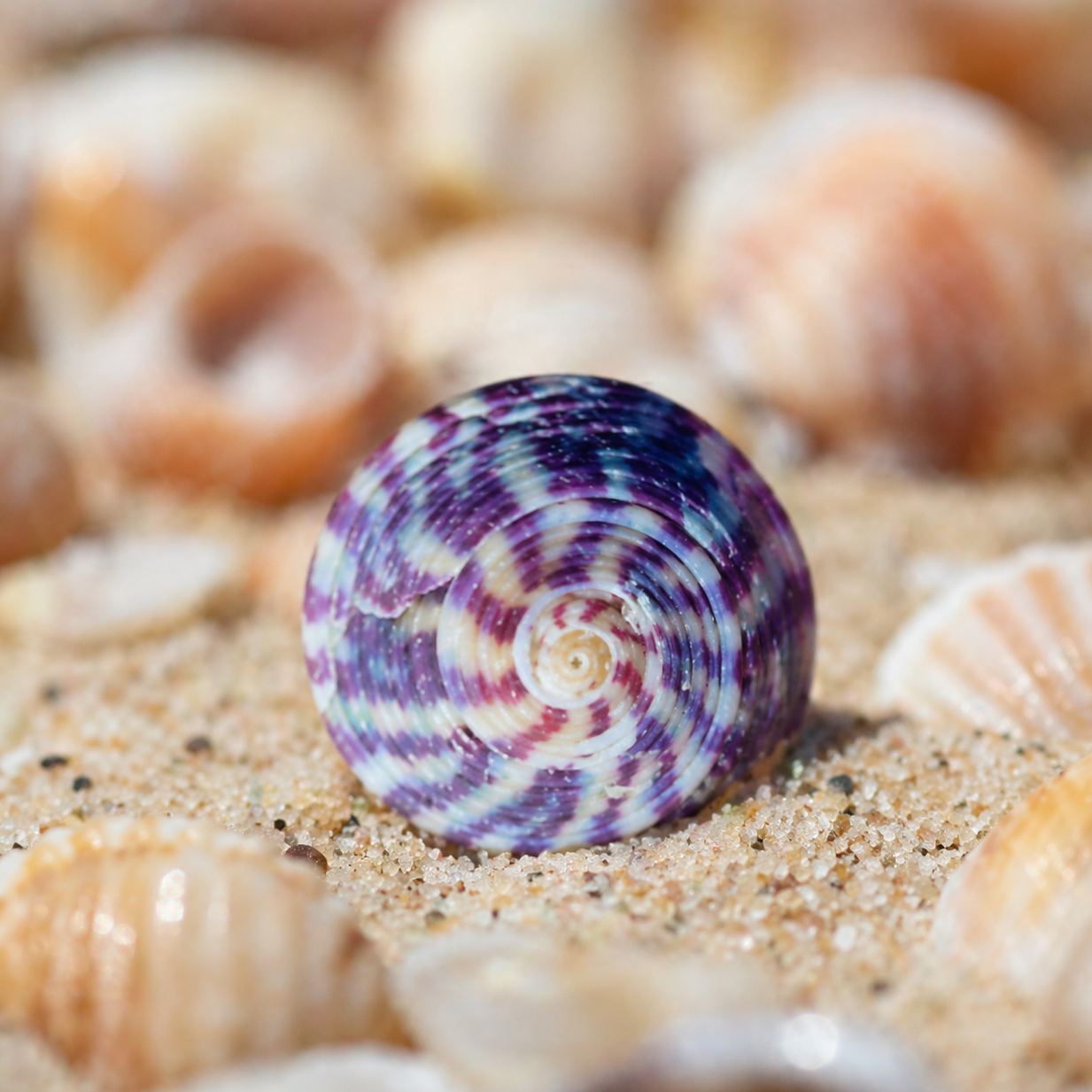 Colorful spiral shell on a sandy surface with blurred shells in the background